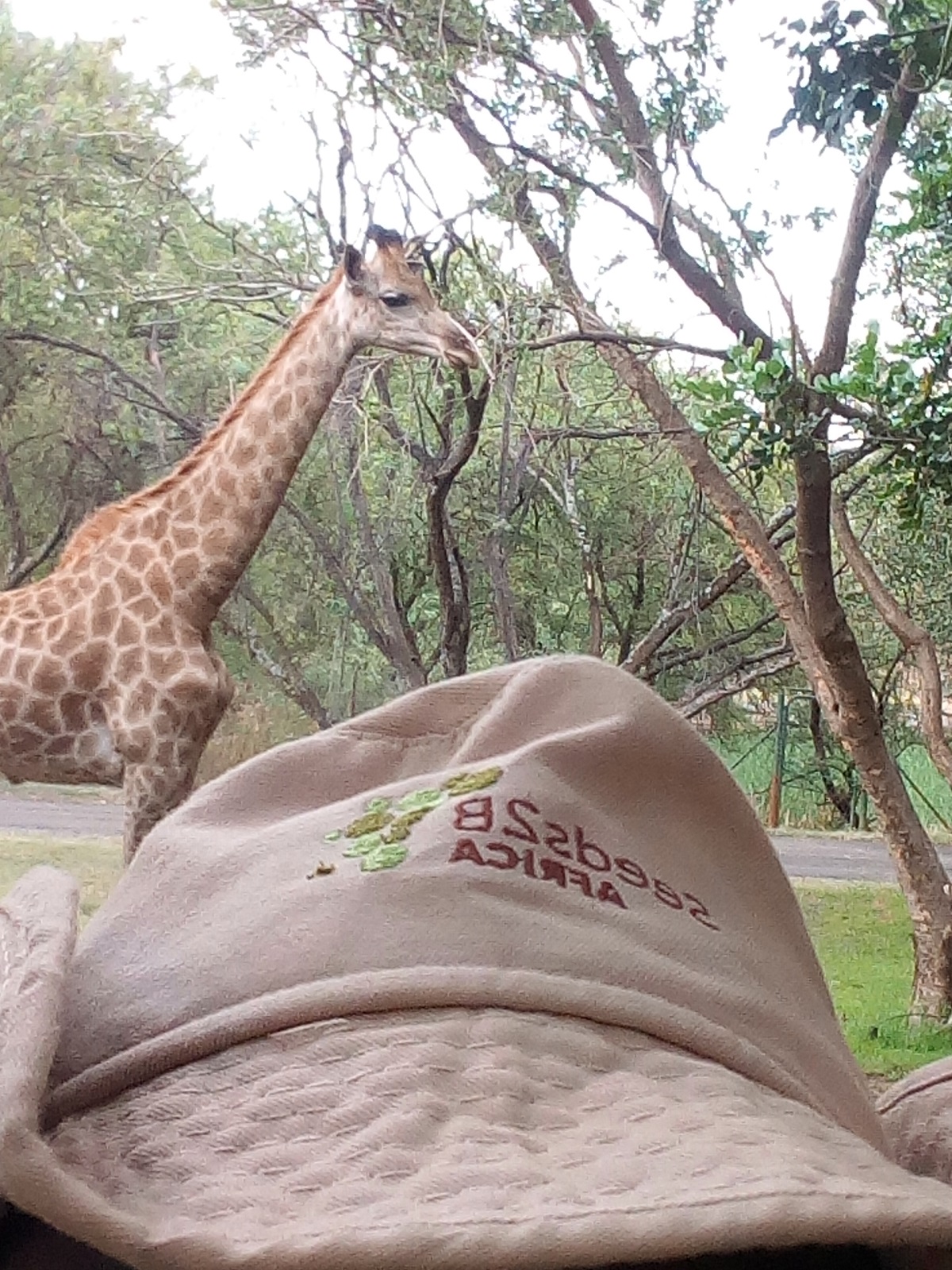 Giraffes browse, they do not graze. 