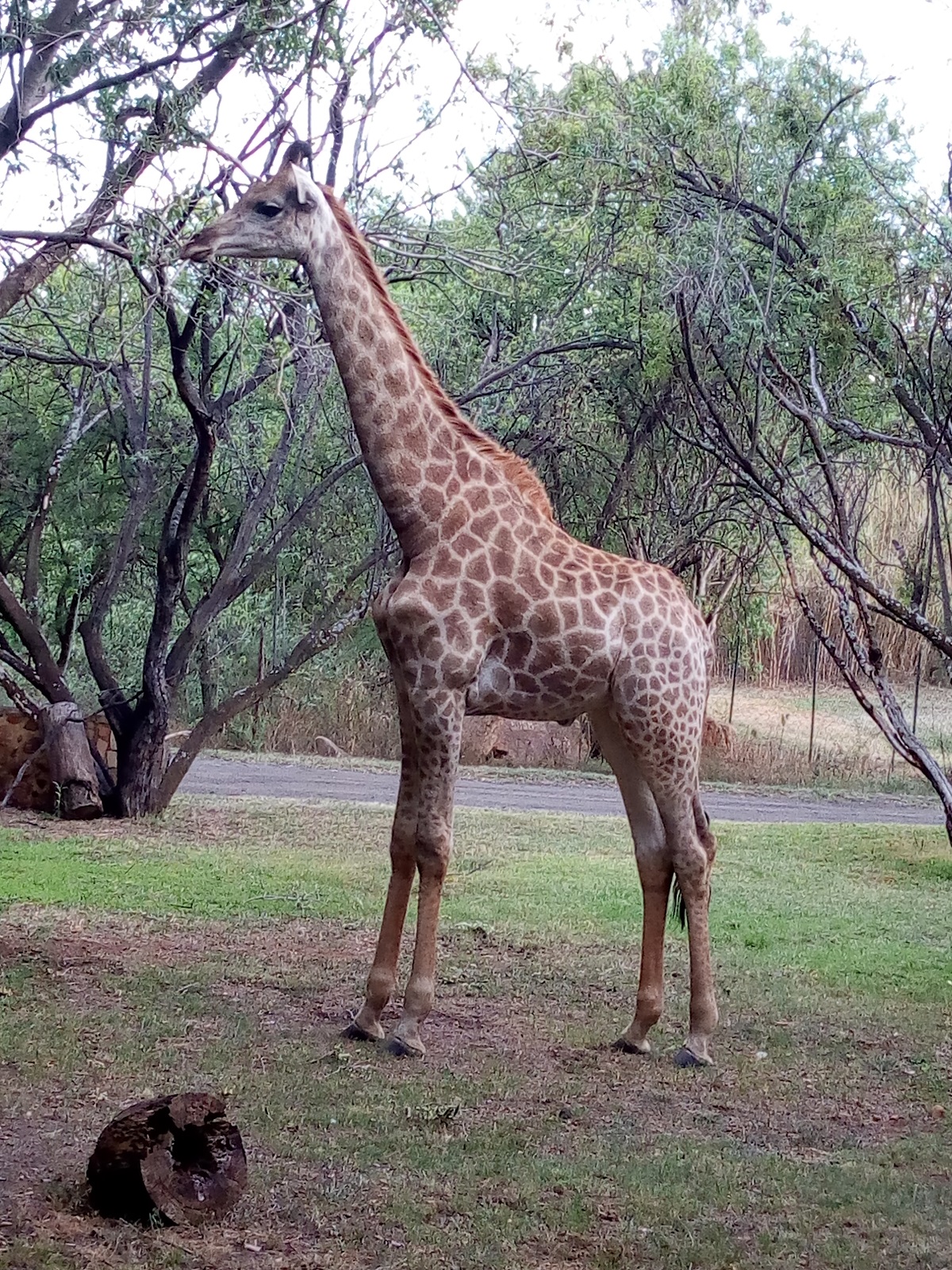 Mr. Giraffee is a resident of Farm Inn Hotel, Pretoria South Africa.