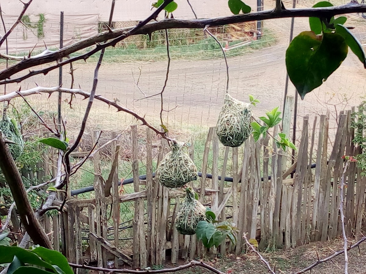 Newly build house for the birds. 