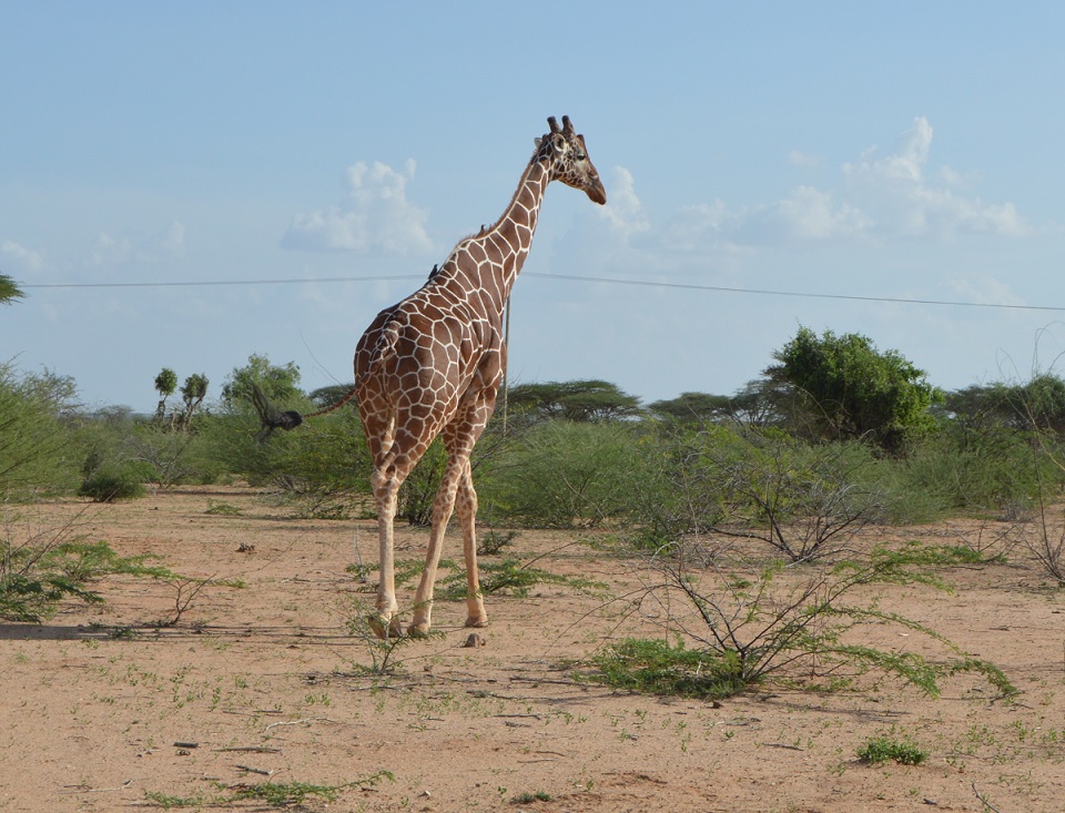 A part from this Giraffe, the wildlife sanctuary has over 162 animal species according to reliable sources. There are orxy, lions, Gravy Zebras, dik diks, hippos and crocodiles on river Tana among others. 