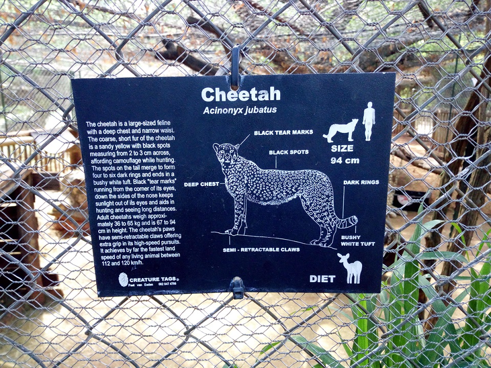 This are the features of a cheetah