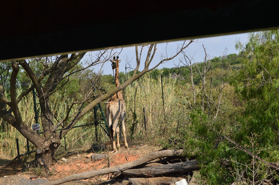 There are two giraffes at the Farm Inn Hotel and Wildlife Sanctuary