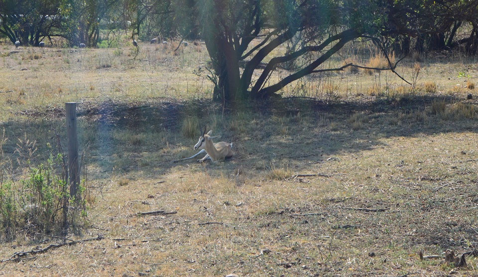 The Springboks is a celebrated wild animal in South Africa. The Springboks is a celebrated wild animal in South Africa. 