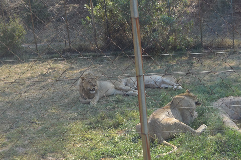 The king of the Judge. There are approx 35,000 lions in captivity in South Africa