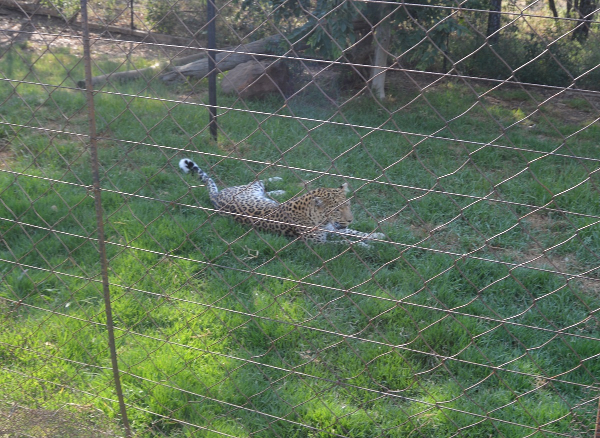 Meet the leopard. Our guide informed us that if you encounter a leopard never look direct at their eyes, they may take it as a challenge. 