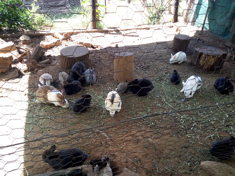 Rabbits kept as pets at Farm Inn Country Hotel 