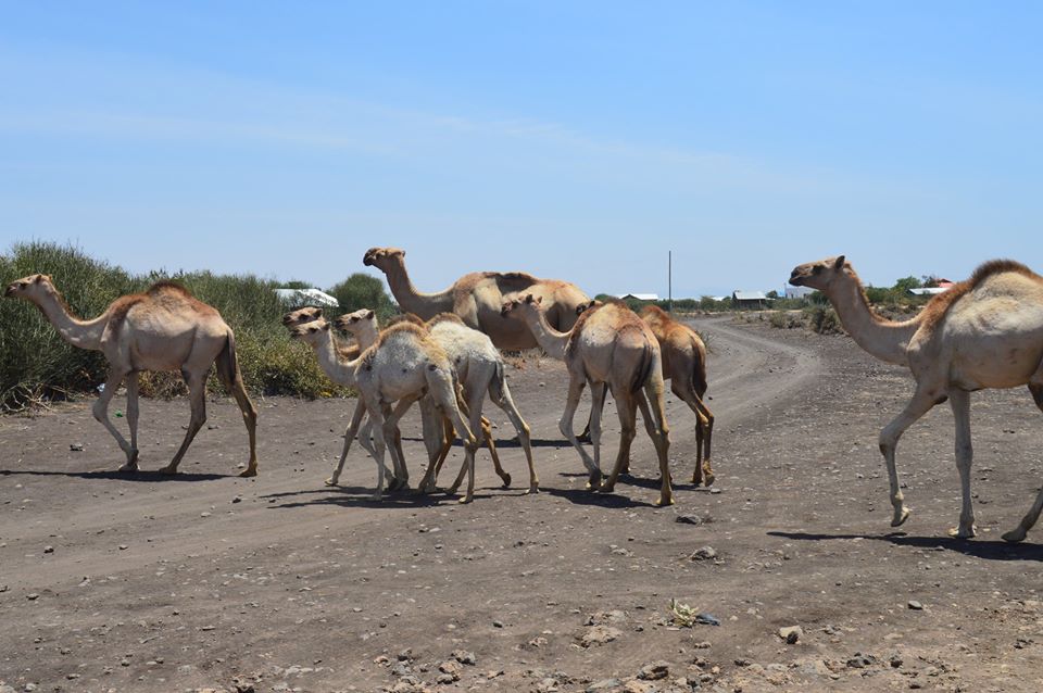 Camel Raring in Isiolo County