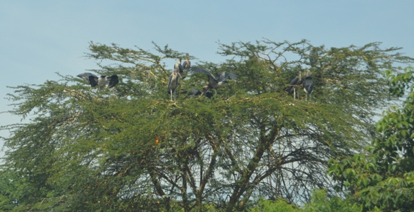 Marabou Storks for a clean Nairobi City