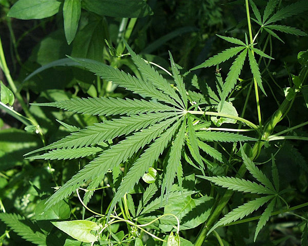 Legal Marijuana Shortage Reported in Canada