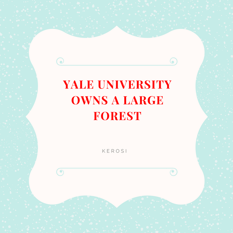 YALE UNIVERSITY OWNS A FOREST