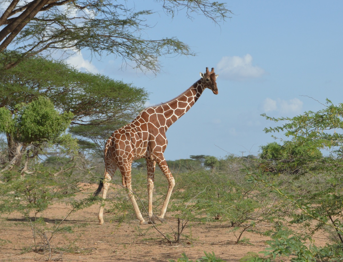 Interview: History of Bour-Algi Giraffe Sanctuary