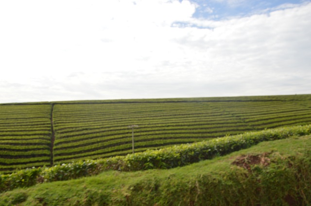 Is this a new style of Pruning Tea?