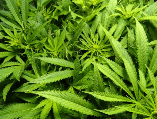 Canada decriminalize Cannabis