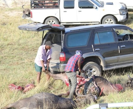 Hundreds of Buffaloes Drown in Chobe River, Botswana