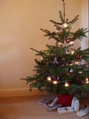 INTERESTING FACTS ABOUT CHRISTMAS TREES 