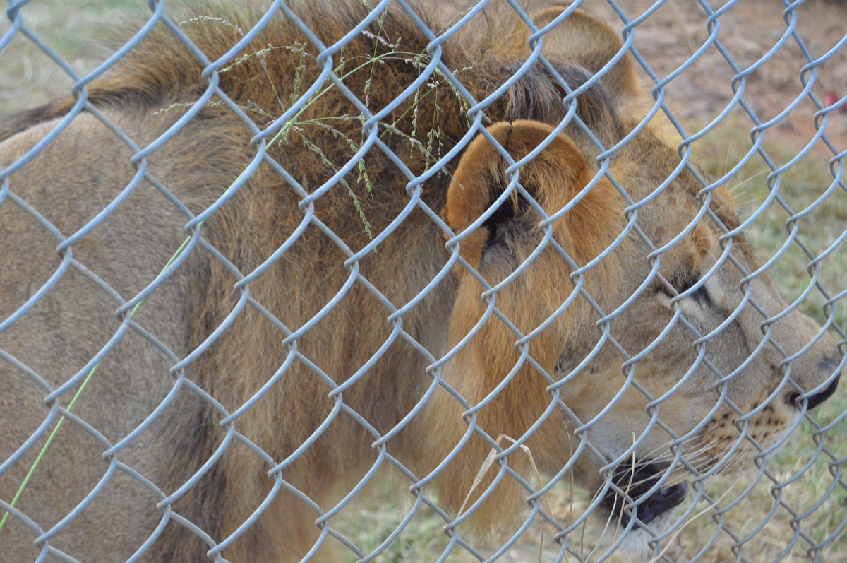 Tour of Impala Sanctuary in Kisumu