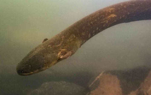 eel that can produce 860 volts of electricity