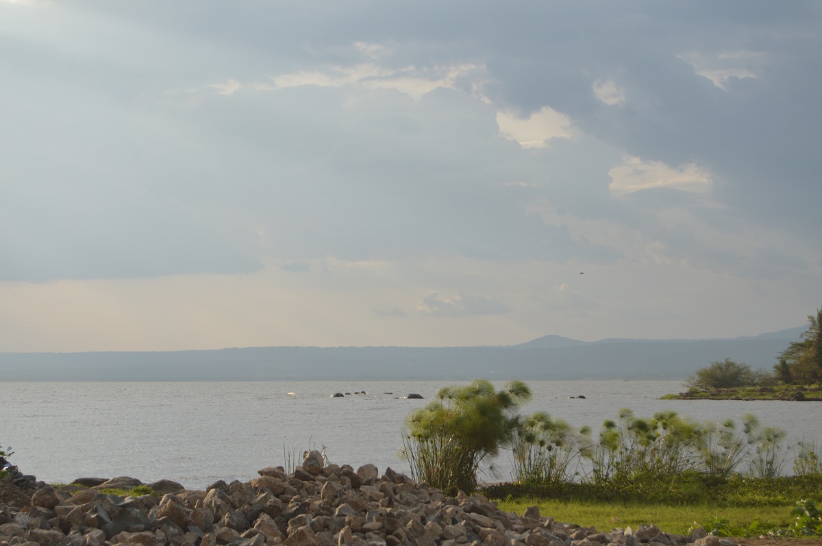 Hippos on Lake Victoria