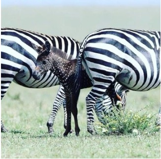 Rare zebra seen in Kenya