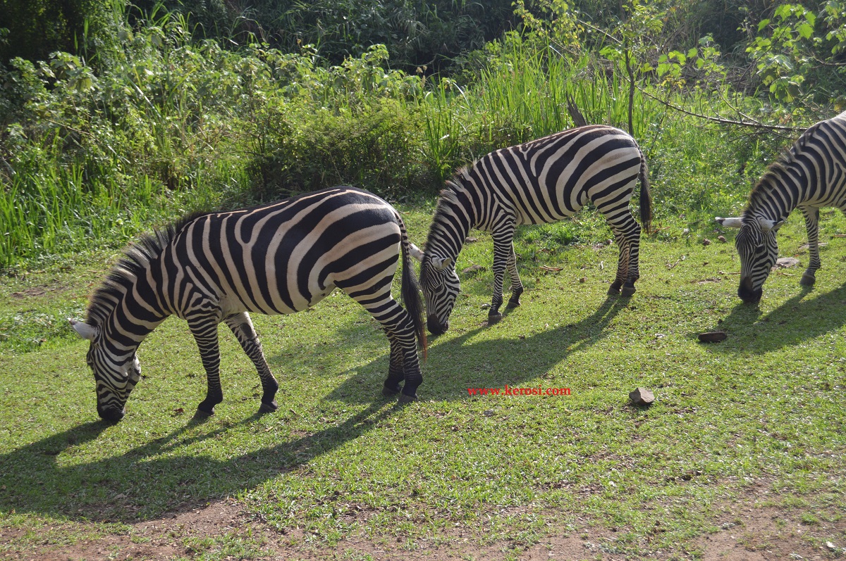 Zebras