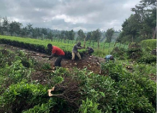 Kenyan farmers uproot tea in protest of poor bonus revenues