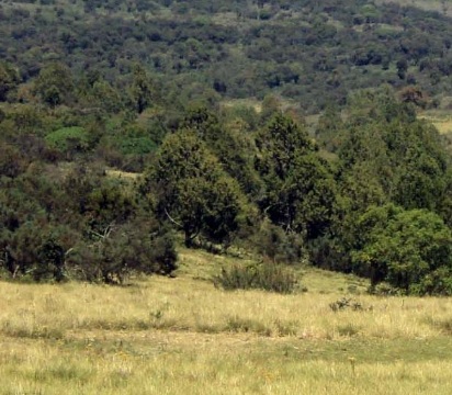 Chepkitale residents ask for alternative land as they face forced evictions