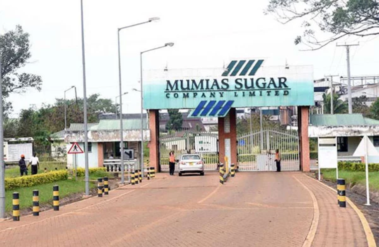 KCB sacks all Mumias Sugar Employees