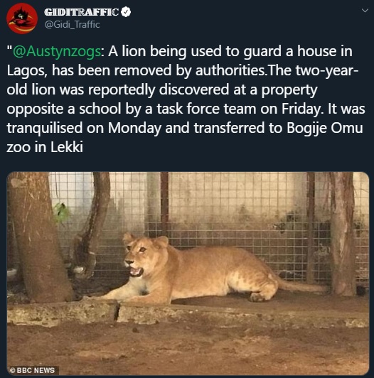 what about a lion guarding your home?