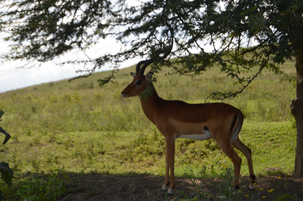 Lake Nakuru National Park (photos)