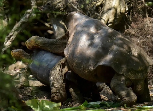 Diego the tortoise helped save his species