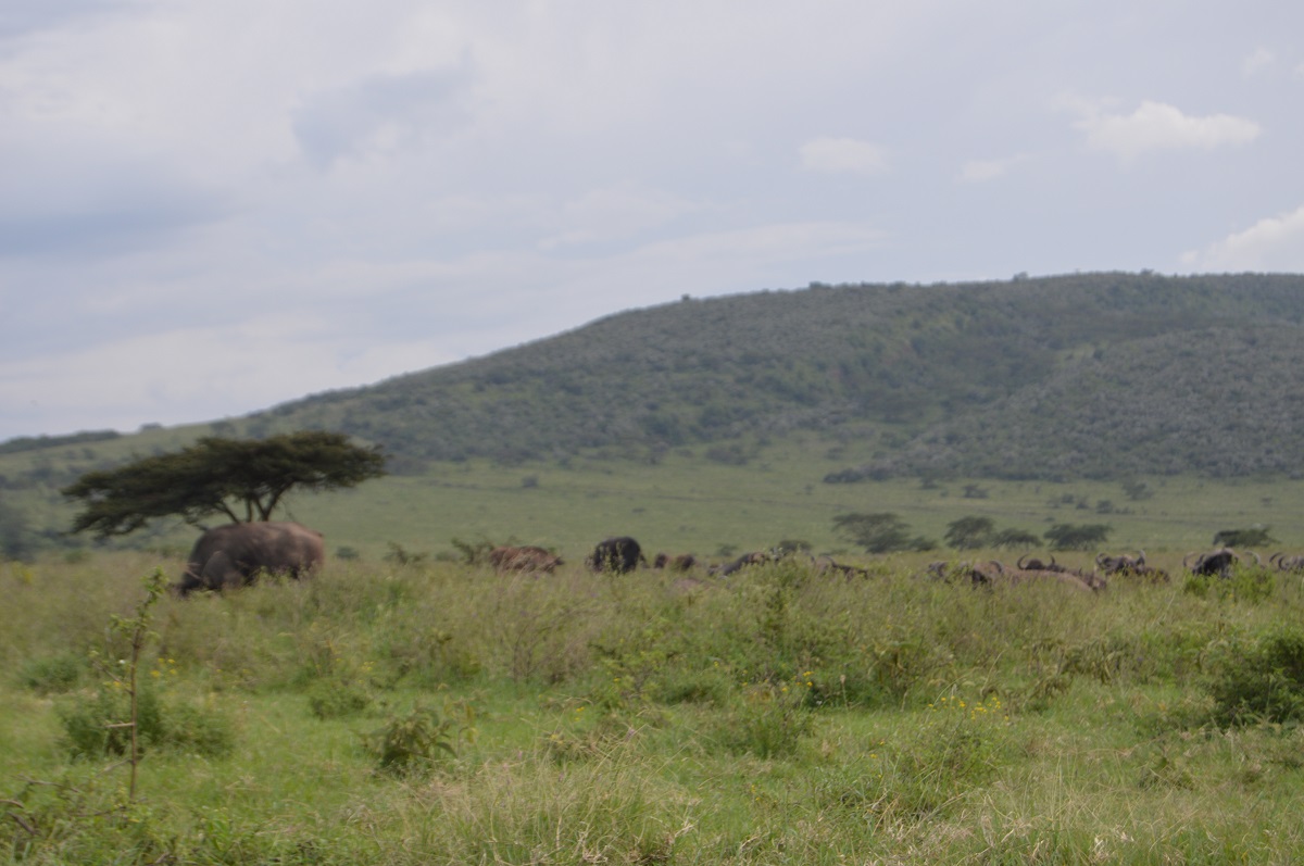 Kongasis – Nakuru County