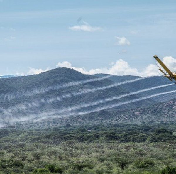 The War on locusts is still on in Kenya