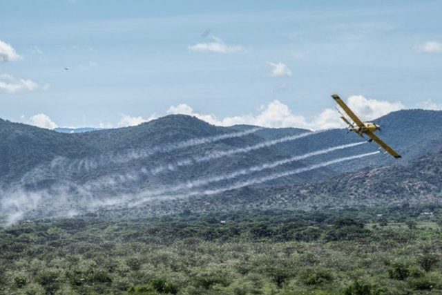 The War on locusts is still on in Kenya