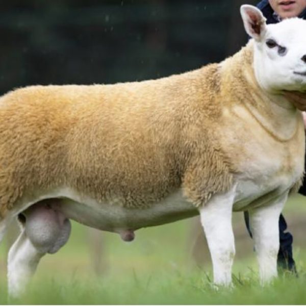 The most expensive sheep in the world sells for $450,000