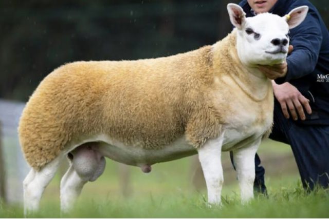 The most expensive sheep in the world sells for $450,000