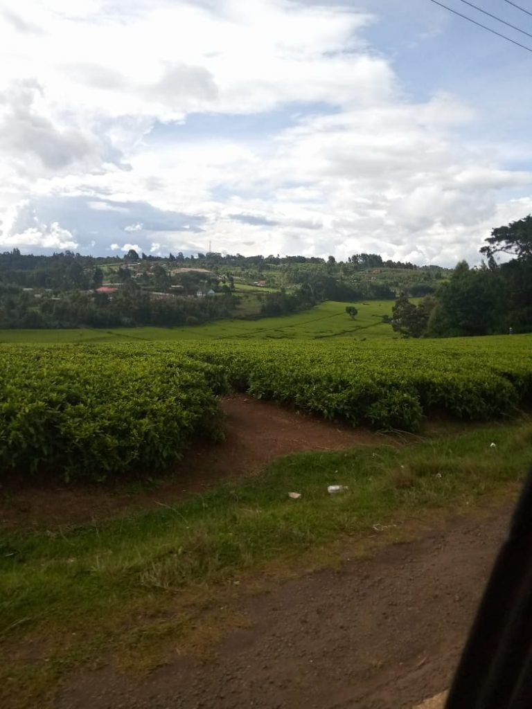 Tea plantation in Kiambu