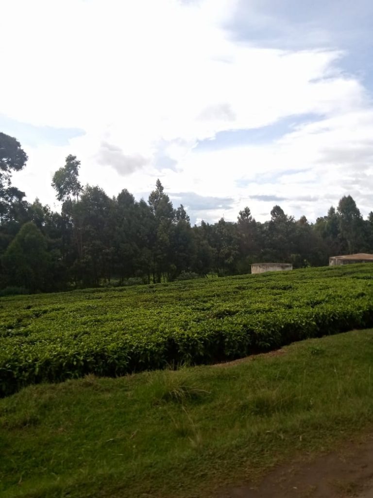 Tea plantation in Kiambu