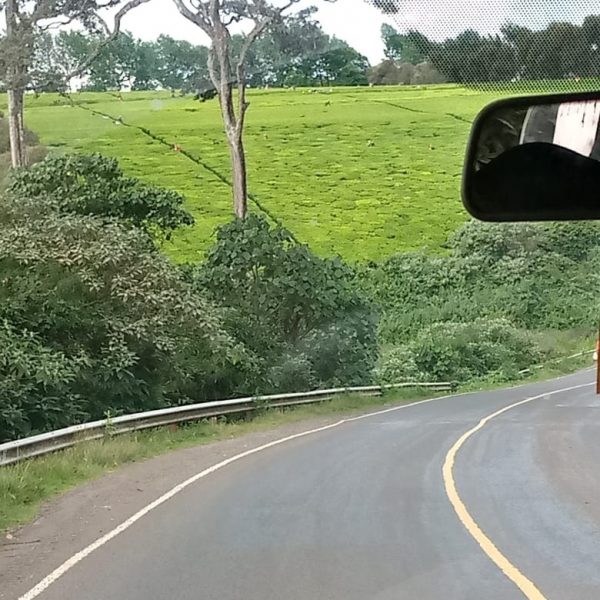 Facts about Tea growing in Kiambu County