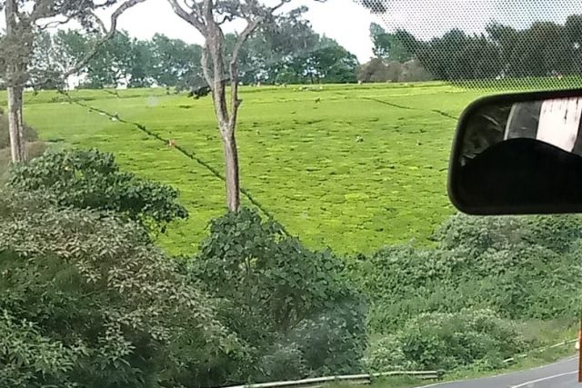 Facts about Tea growing in Kiambu County