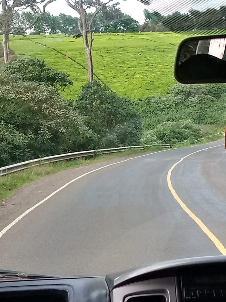 Tea plantation in Kiambu