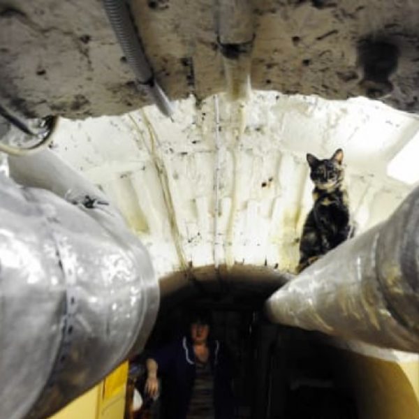 A Frenchman has left money to 50 cats who live in Russia’s Hermitage Museum