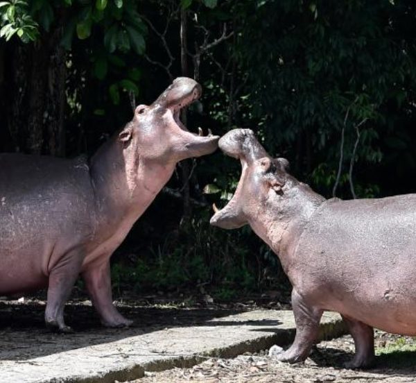 Pablo Escobar’s Hippos are fast spreading