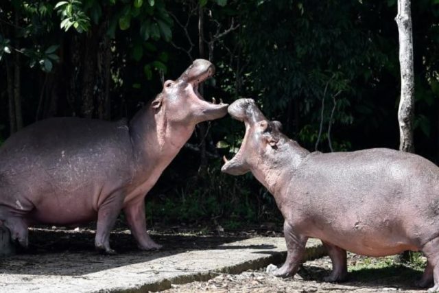 Pablo Escobar’s Hippos are fast spreading
