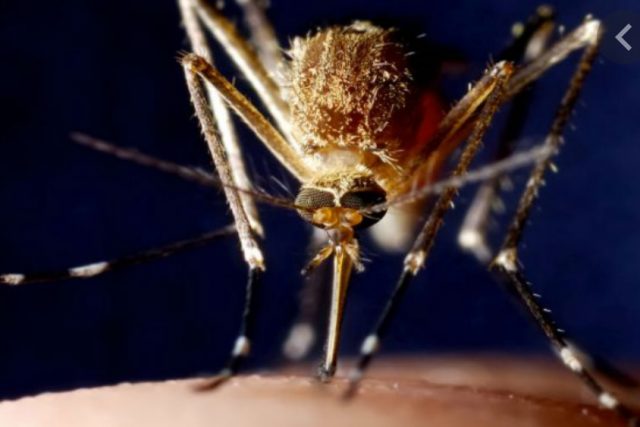 160 cases of dengue fever reported in Ethiopia’s Somali Region