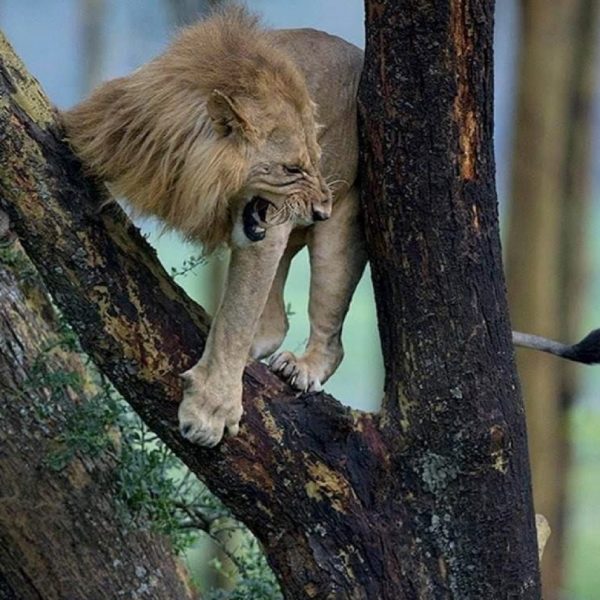 A lion runs for his life at Nakuru National Park