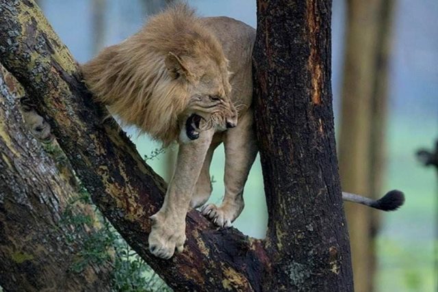 A lion runs for his life at Nakuru National Park