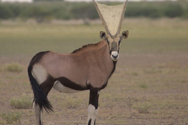 Antelope with densely woven spider’s web between its horns seen in