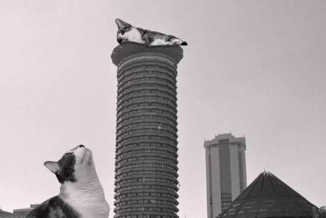 KICC features on cats of brutalism