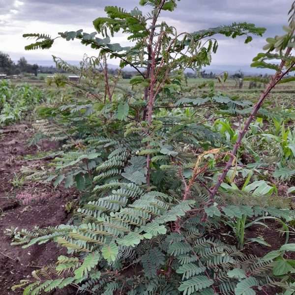 What is the English name of this plant which makes a no-nonsense live fence?