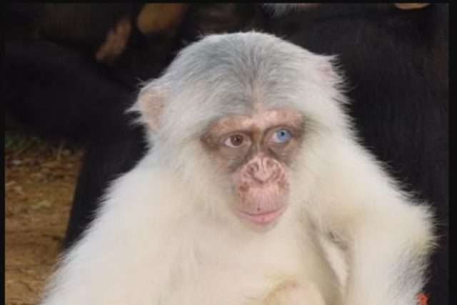 First ever albino chimpanzee spotted in Uganda shortly before it was brutally killed